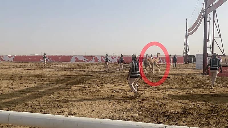 اتحاد الهجن يمكن المطايا المتعثرة من إعادة السباق