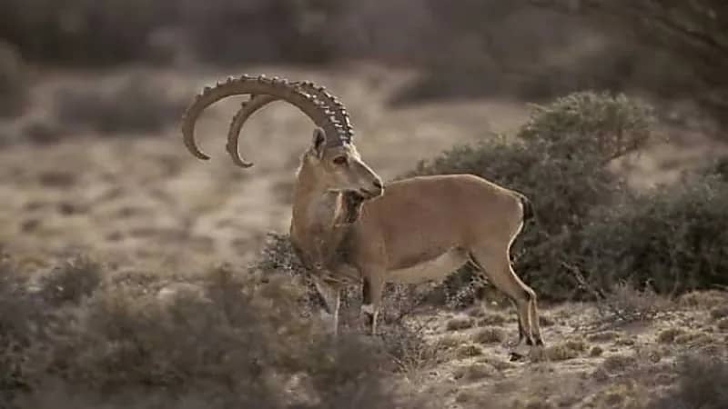 بالفيديو.. «الحياة الفطرية»: إطلاق 20 رأسا من الوعول الجبلية في الباحة