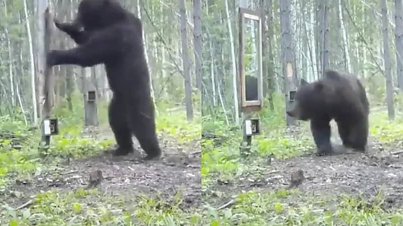 بالفيديو.. ردة فعل غريبة لـ "دب" يفاجأ بنفسه في المرآة