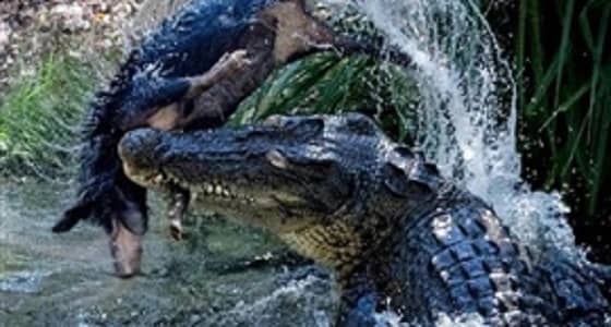 بالصور.. تمساح يقتنص فريسته بطريقة وحشية