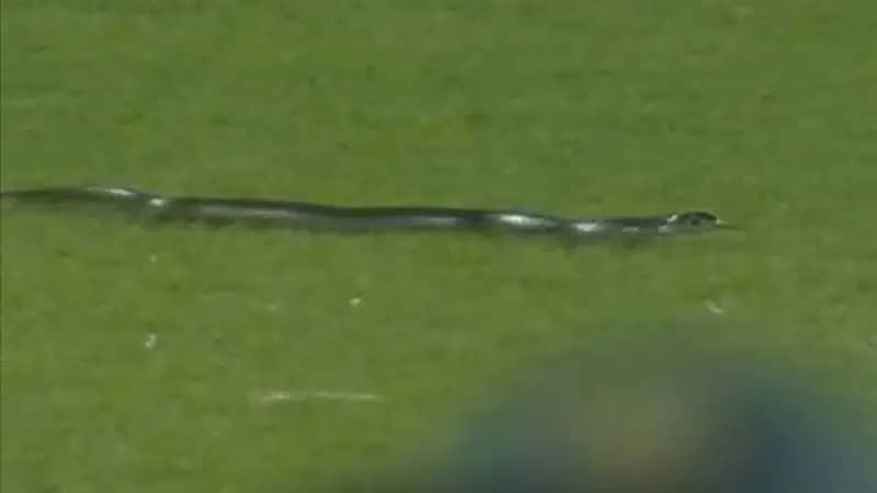 بالفيديو.. ثعبان يقتحم مباراة بالهند بطريقة مروعة ويرعب اللاعبين