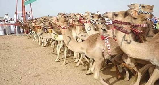 تاريخ مهرجان الهجن السنوي وأهدافه