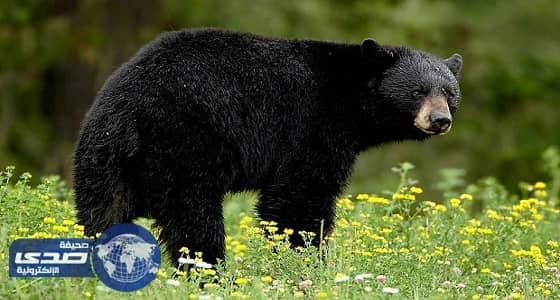 رومانيا تدرس إرسال الدببة إلى الدول