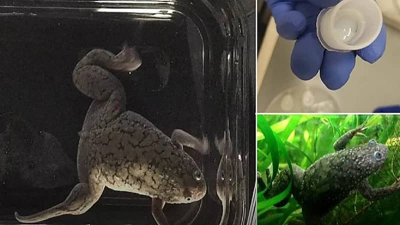 ابتكار علاجي يعطي أملاً لأصحاب الأطراف المفقودة