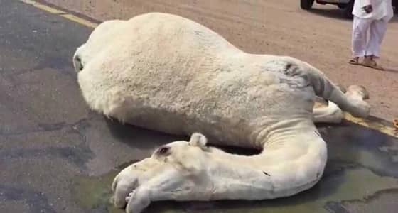  وفاة راعي غنم ومواشيه بسبب شدة البرد