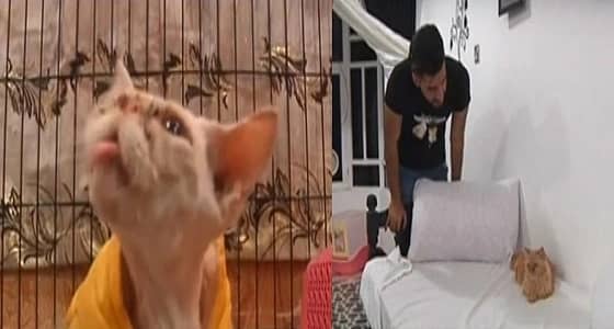 بالفيديو.. طالب طب بيطري يحول منزله لفندق قطط
