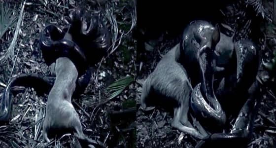 بالفيديو.. ثعبان ضخم يبتلع غزالا كاملا بطريقة مروعة