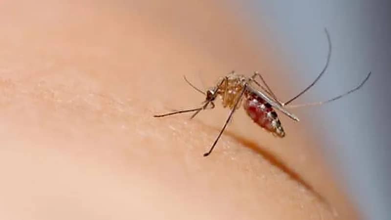 دراسة جديدة: الشاي والقهوة سبب تجمع البعوض على الجسم