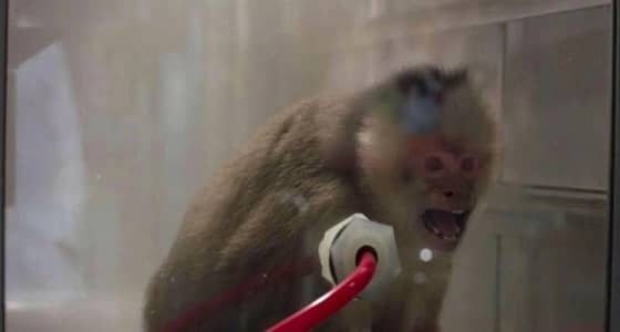 شركات السيارات الألمانية تجبر القرود على استنشاق عوادم الديزل في تجارب معملية