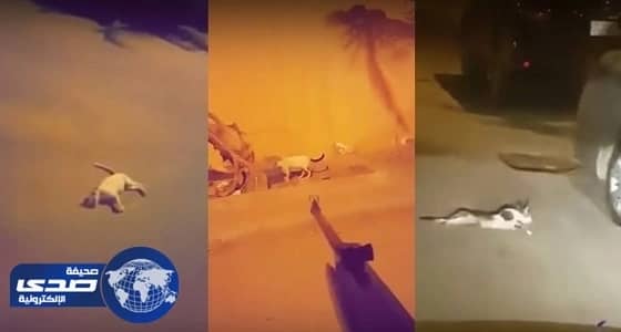 القبض على " سفاح القطط " في مكة المكرمة