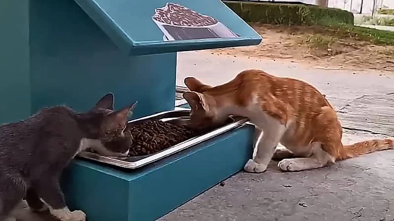 رطبة: مبادرة حضارية من بلدية الخبر لرعاية القطط في الكورنيش.. فيديو