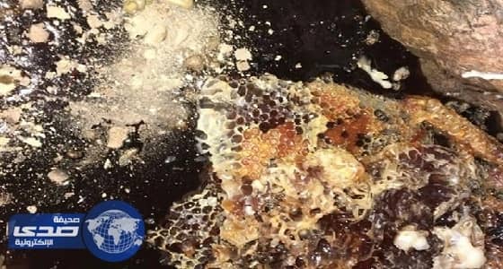 بالصور.. تفحم خلايا نحل في أحد جبال العيص