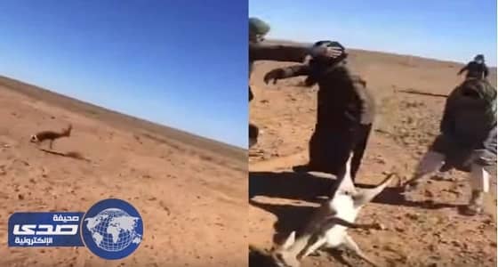بالفيديو.. صيد غزال بعد مطاردة يثير غضب نشطاء مواقع التواصل