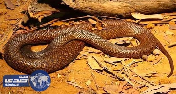 ثعبان يخلي مدرسة الكربوس المتوسطة للبنات بجازان