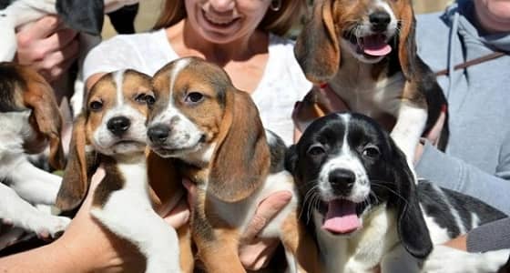 لأول مرة في اسكتلندا فيلم سينمائي للكلاب فقط