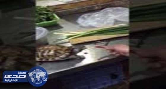 فيديو طريف لسلحفاه أثناء تناولها الفلفل الحار