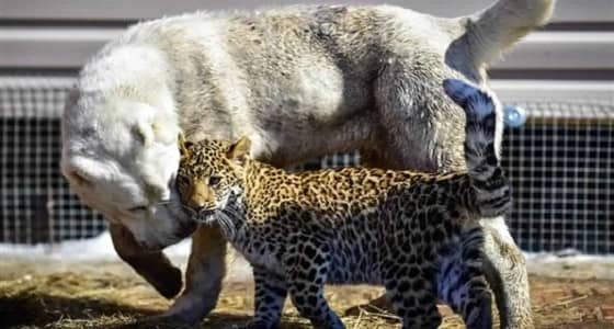 بالفيديو.. صداقة قوية تجمع كلب بنمر أكلت والدته أشقائه