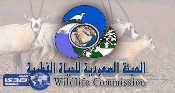 بن قربع مديرا لمحمية نفود العريق