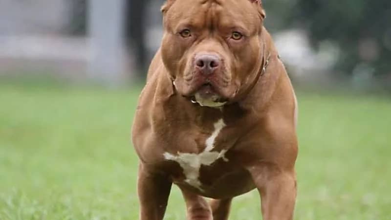 7 كلاب يفترسون مسنًا حتى الموت