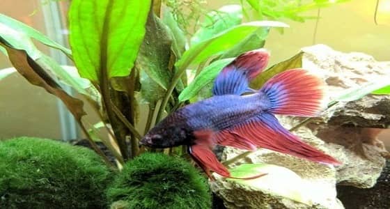 بالصور.. سيدة إنجليزية تنقذ حياة سمكة فاقدة الذيل والزعانف