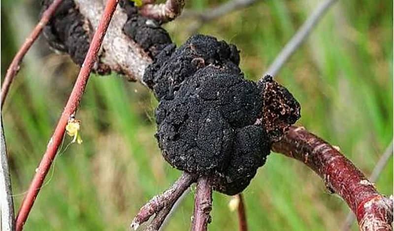 تحذير من وزارة الصحة المصرية بشأن الفطر الأسود 