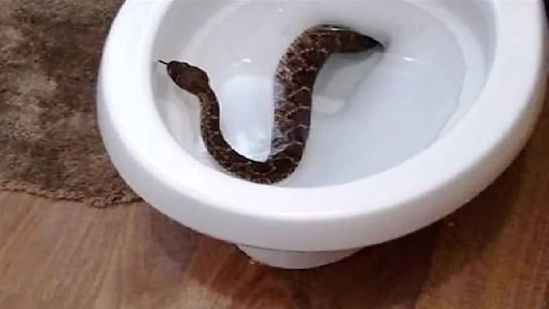 كوبرا المرحاض تلدغ رجل في أعضائه التناسلية