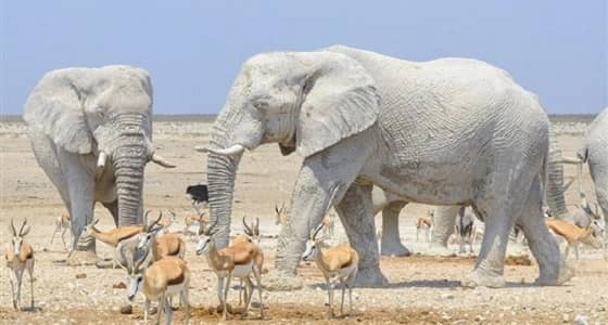 بالصور.. أفيال تحمي نفسها من الشمس بطريقة غريبة