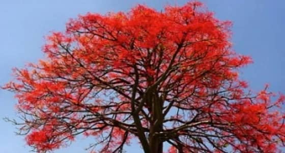 عنيزة تزين شوارعها بأشجار مزهرة