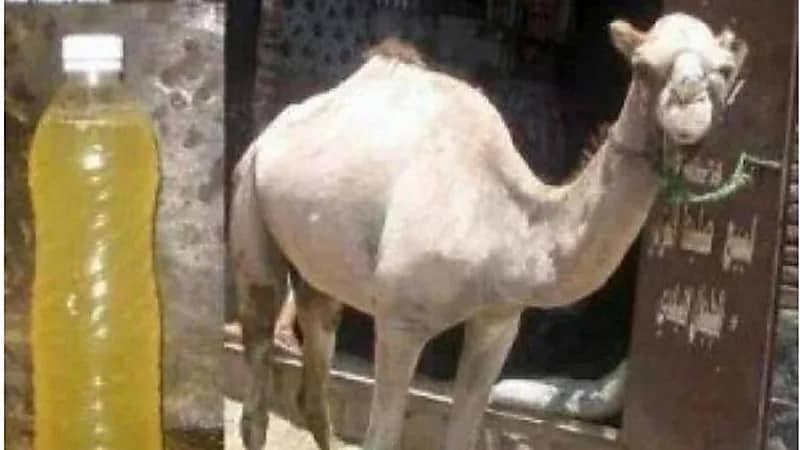 الخضيري: "بول الإبل" لعلاج السرطان كذب ومتاجرة بالطب النبوي