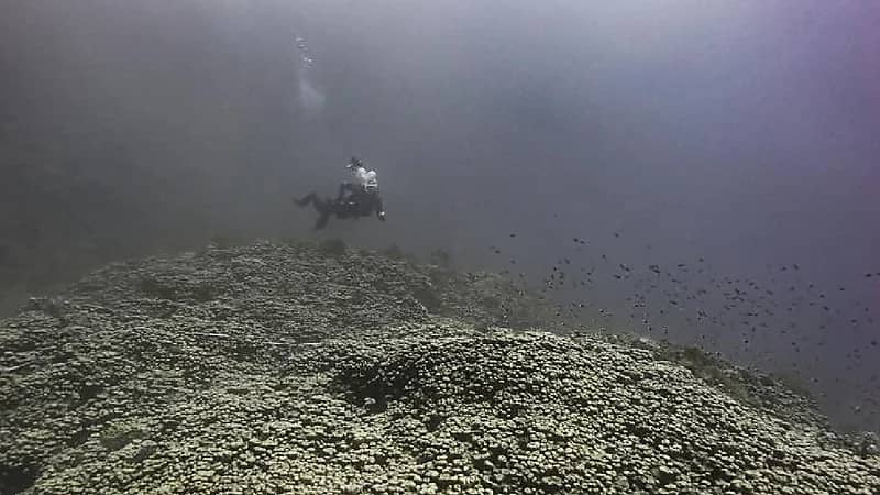 اكتشاف مستعمرة مرجانية ضخمة من نوع بافونا بوجهة أمالا .. صور