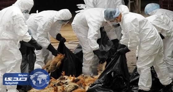 « كوريا الجنوبية » تعدم أكثر من نصف ثروتها الداجنة خلال نصف عام