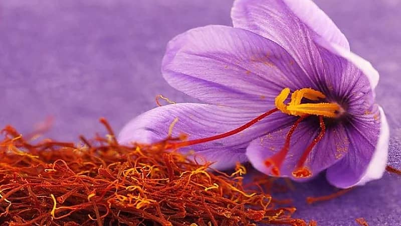 فوائد يحصل عليها الجسم عند تناول الزعفران
