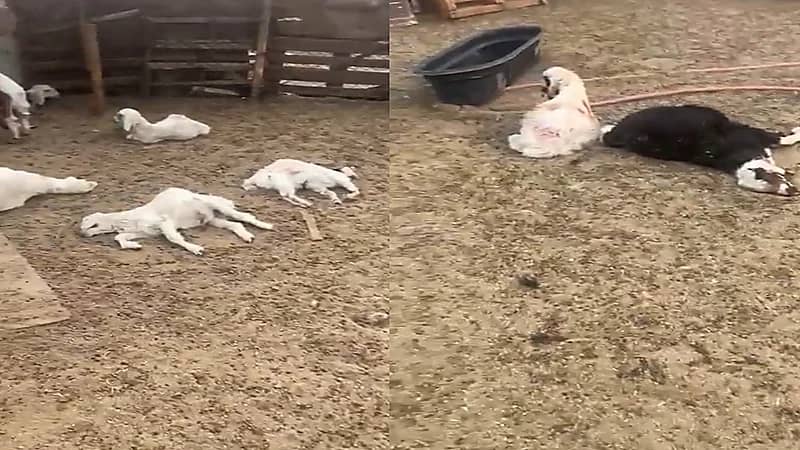 فيديو.. ذئب يفترس 47 رأس من الغنم في بريدة