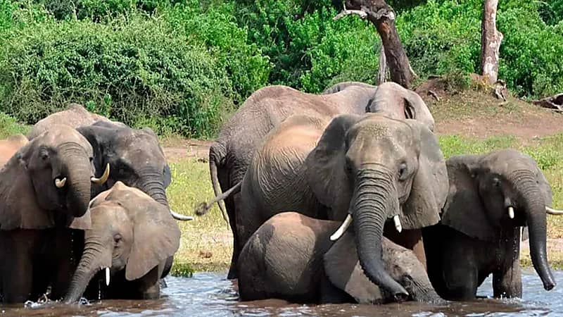 زيمبابوي توافق على التخلص من 50 فيلًا في محمية طبيعية