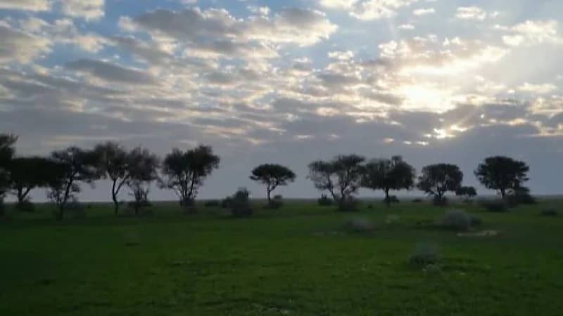 محمية الإمام تركي بن عبدالله الملكية تسهم بزيادة الغطاء النباتي 6.5 ٪