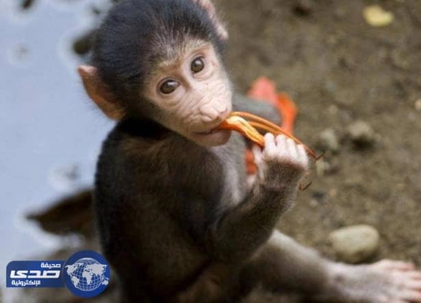 قرد يٌغرق مدينة سياحية في ظلام دامس