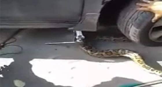 بالفيديو. .لحظة إخراج ثعبان ضخم من محرك سيارة