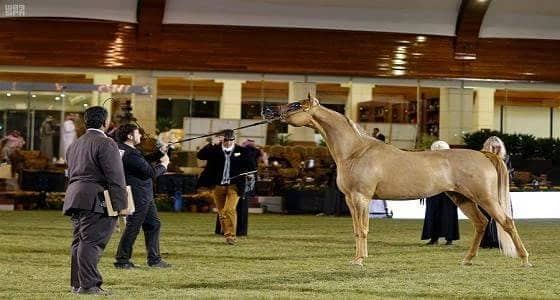 بالصور.. انطلاق مهرجان الأمير سلطان بن عبدالعزيز العالمي للجواد العربي