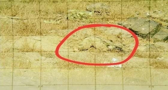 قناة الحوثيين تنشر صورًا لمتمردين قُتلوا قبل أشهر تدعي أنها أمس
