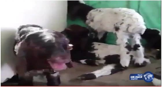 انخفاض أسعار الأغنام بنسبة 40%