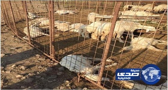 بعد تناولها أعلاف «القصب».. نفوق 45 رأس غنم بالجموم