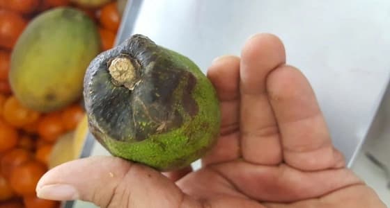 بالصور.. ضبط ومصادرة مواد منتهية الصلاحية في ضمد