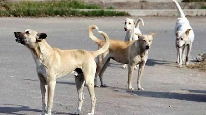 بالفيديو .. تفاصيل جديدة حول الطفل المتوفي بسبب كلاب ضالة في شاطئ العقير