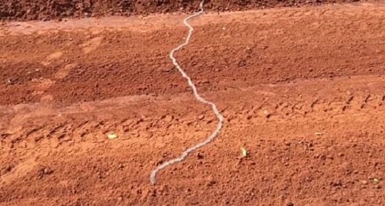 بالصور.. طابور من اليرقات يفاجأ سائق شاحنة