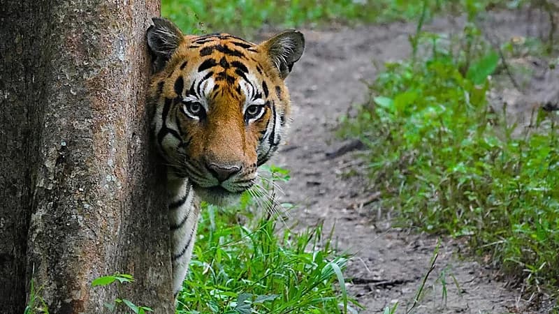 200 شخص يشاركون في قتل نمر التهم امرأة وابنها