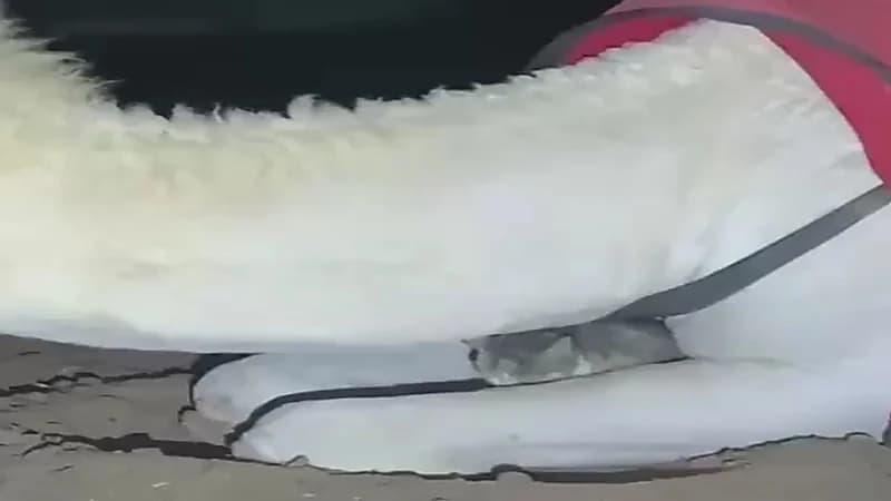 قطة صغيرة تبحث عن الدفء في نحر ناقة .. فيديو