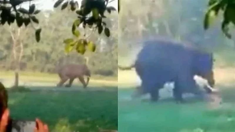 شاهد.. فيل يعتدي على رجل بوحشية وسط الحقول بعد مطاردة شرسة