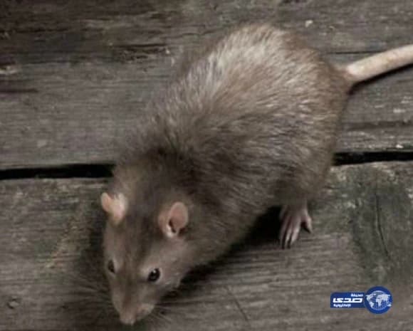 مي كساب تحتفي بعاصمة السياحة العربية