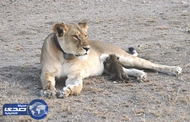 بالصور.. لبؤة تتبنى نمرا صغيرا وترضعه بدلاً من قتله