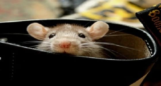 بسبب الإهمال.. مقاضاة أبوين تركا الفئران تنهش جسد رضيعتهما